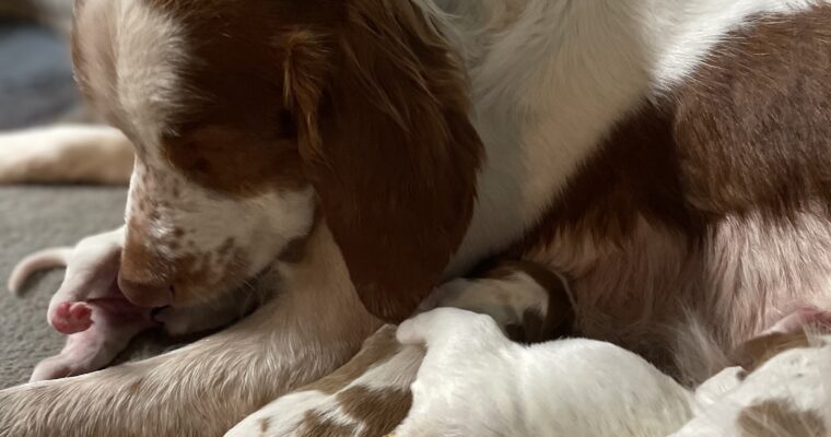 Stormy/Gunner Brittany Puppies Have Arrived!