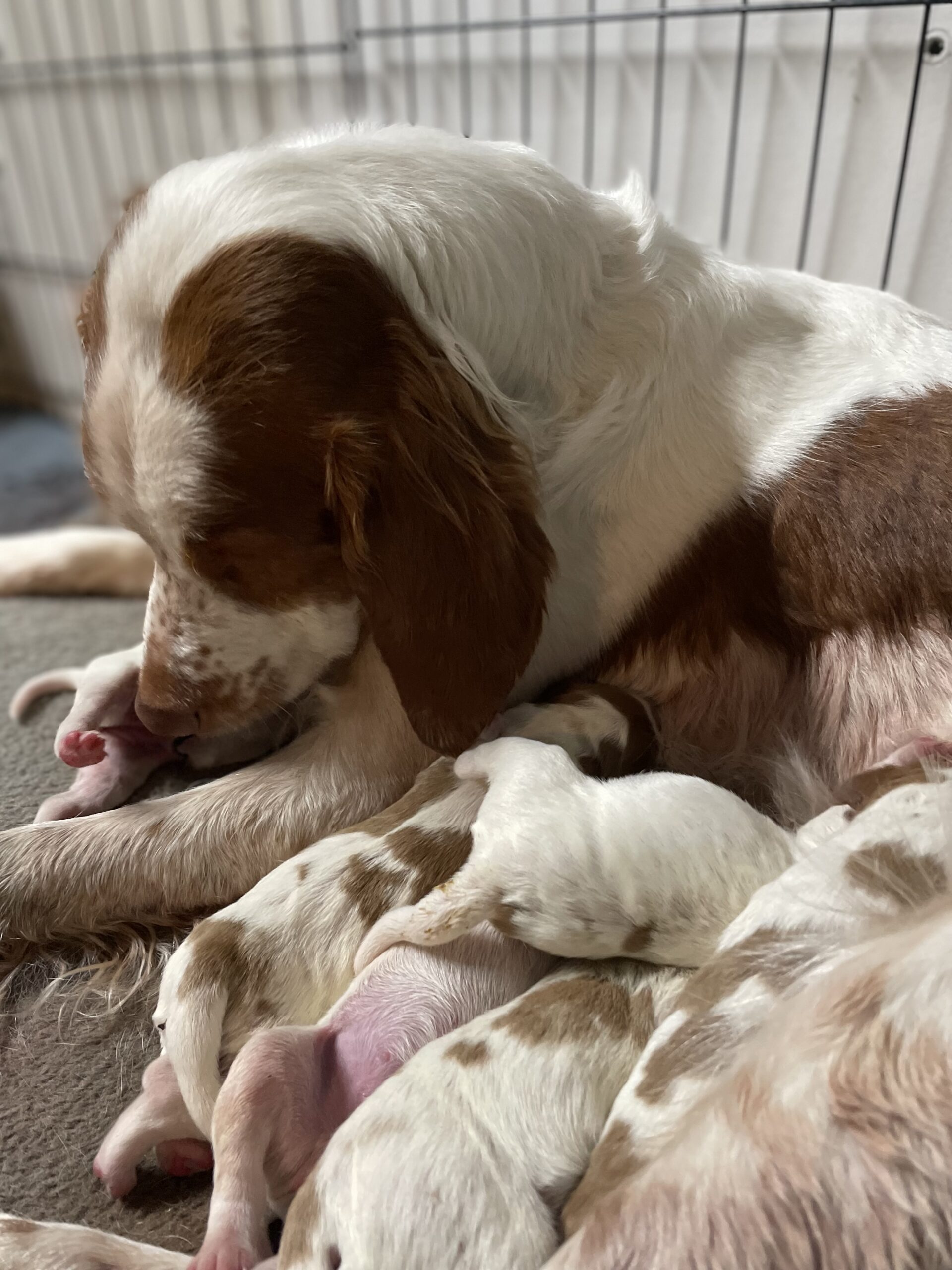 Stormy/Gunner Brittany Puppies Have Arrived!
