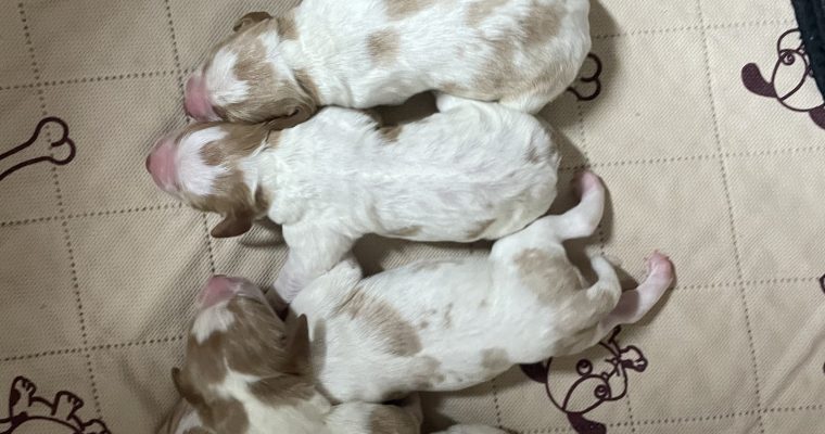 Stormy-Ruffee Fall 2026 Litter – Puppies Have Arrived!