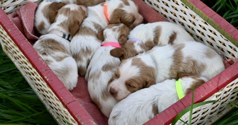 Stormy-Ruffee Fall 26 Litter – Week 2 Puppy Photos