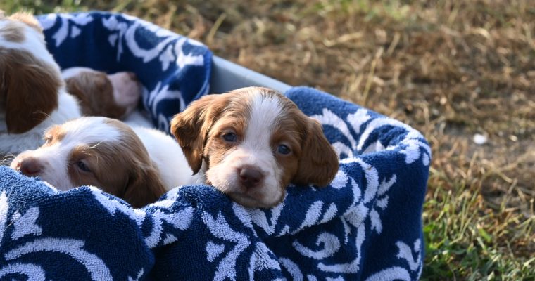 Stormy-Ruffee Fall 26 Litter – Week 5 Puppy Photos