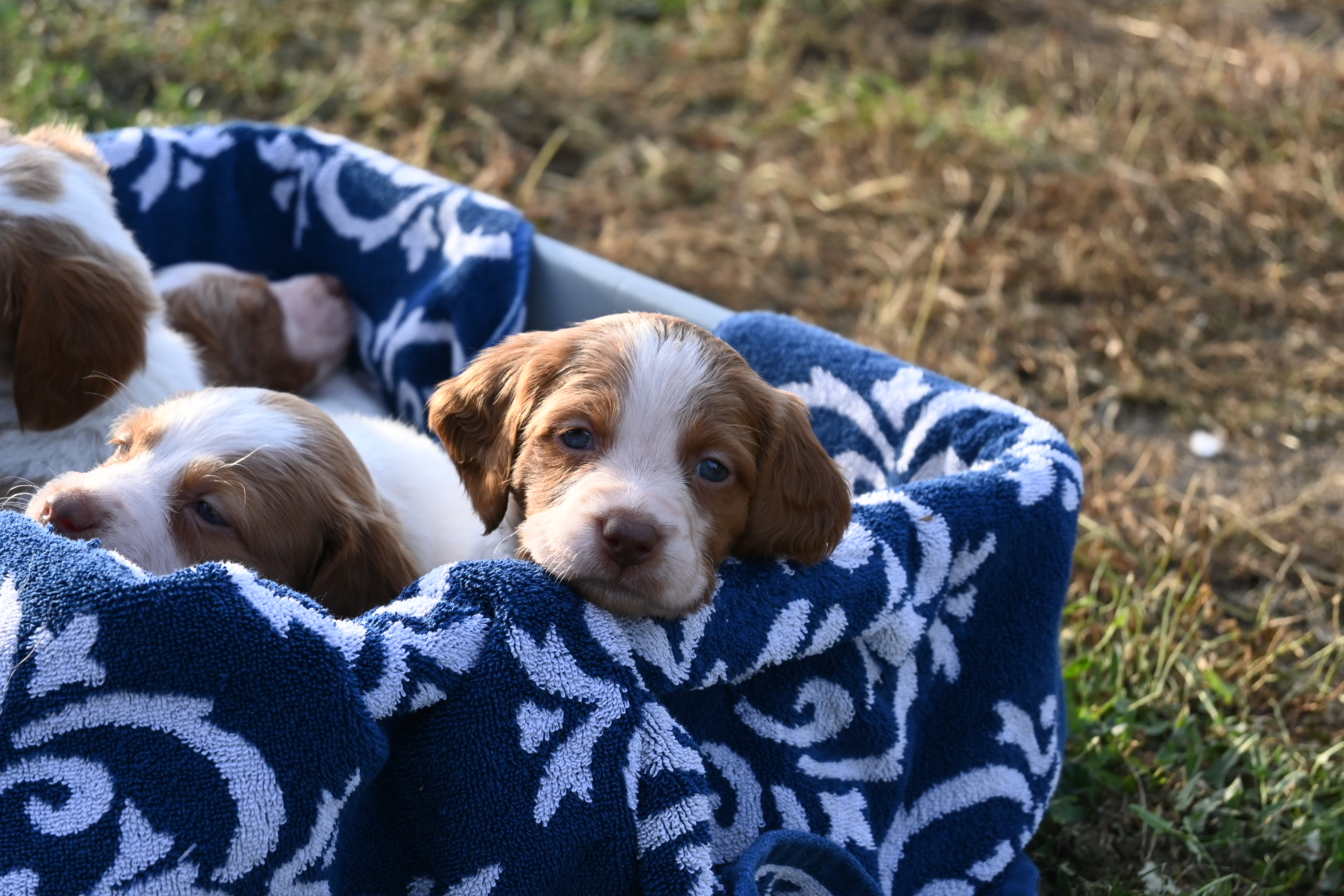 Stormy-Ruffee Fall 26 Litter – Week 5 Puppy Photos